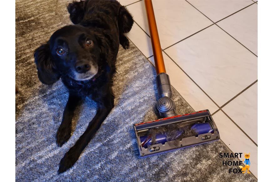 Best animal stick discount vacuum